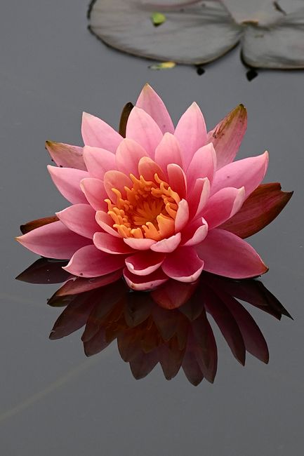 A vibrant pink water lily with multiple layers of broad petals gradually turning lighter towards the tips, blooming on a calm pond. The flower's bright yellow-orange center contrasts with the soft pin