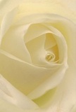Step intimately into the heart of a cream-white rose, its spiraled petals unfolding as delicately as morning haze on Richmond Park. The perspective draws you close-each petal is soft, barely-there, as though woven from air touched by the lightest dew. Shadows ripple quietly within the ivory layers, imparting a sense of depth and poetic calm. The rose radiates peace, embodying that tranquil spirit found by the Thames on a quiet Sunday. As a local florist, I see in this bloom the purest expression of admiration or sympathy-a tangible way to honour new beginnings or to bring solace during difficult times in our Richmond community. The subdued, sweet fragrance lingers like a promise, never overpowering, always just enough to comfort. What's captured here is not only the intricate artistry and natural beauty of the rose, but also the emotional tenderness woven into every arrangement crafted for Richmond upon Thames-ideal for sympathy, celebration, or simply a gentle reminder of hope and connection.
